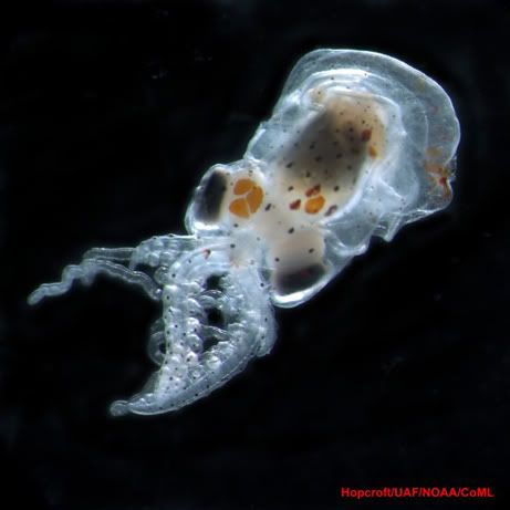 Baby octopus 461 Criaturas inacreditáveis do fundo do mar   parte 2   Curiosidades