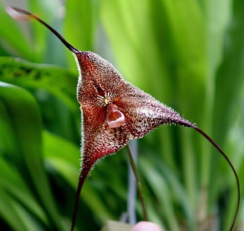 ORCHID.jpg