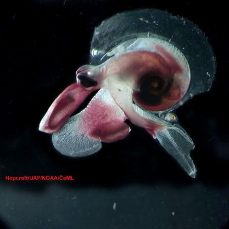 Oxygyrus keraudreni 461 Criaturas inacreditáveis do fundo do mar   parte 2
