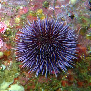 Purple sea urchin Animais bizarros das altas profundidades II