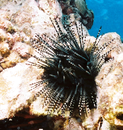 banded urchin Animais bizarros das altas profundidades II