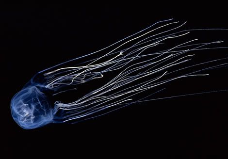 box jellyfish 22916 ga Criaturas inacreditáveis do fundo do mar   parte 2