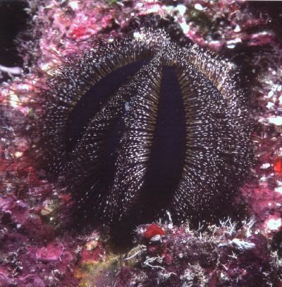 mespiliaglobulus Animais bizarros das altas profundidades II