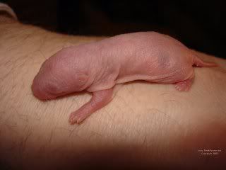 Baby Rat Arm 10 Bichos que eu não colocaria na mão I