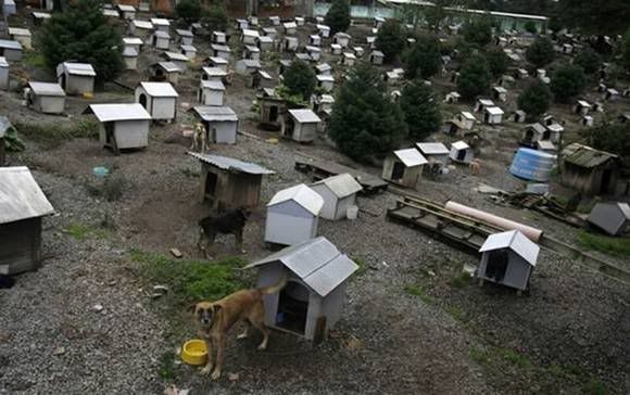 favela for dogs in brazil 01 Favela de cachorro no Brasil