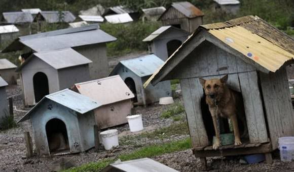 favela for dogs in brazil 04 Favela de cachorro no Brasil