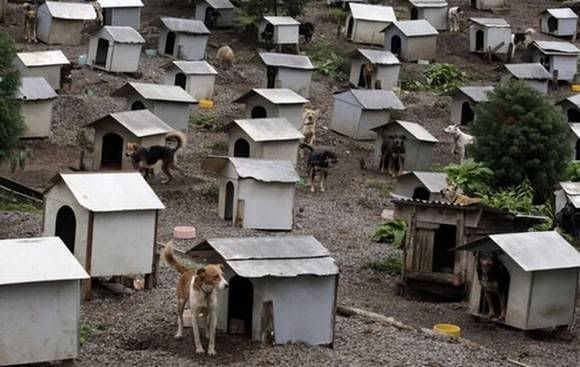 favela for dogs in brazil 05 Favela de cachorro no Brasil