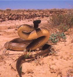 fierce snake Algumas das criaturas mais venenosas da Terra