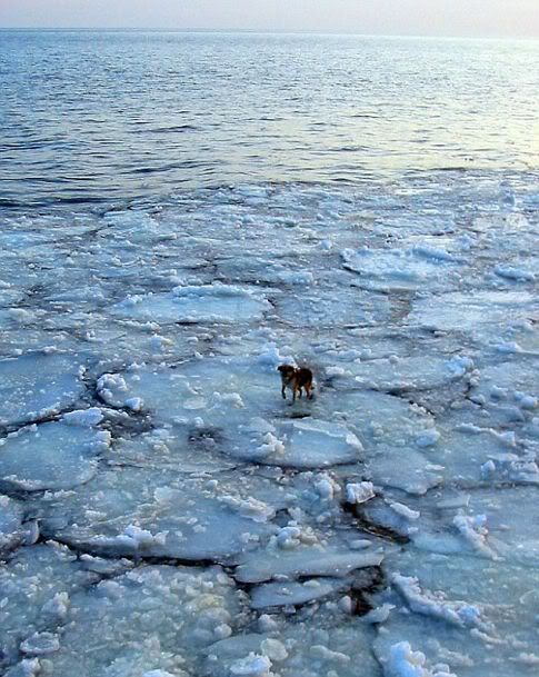 incredible ice journey A incrível história de um cão encontrado num iceberg