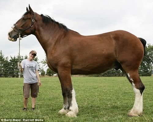 new tallest horse 1 Mundo gigante   Um apanhado de coisas gigantes da web