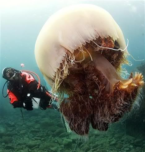 nomuras jellyfish 1 Mundo gigante   Um apanhado de coisas gigantes da web