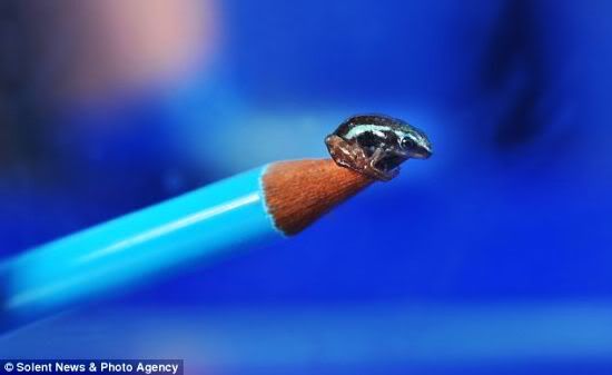 smallest poisonous frog O menor sapo venenoso do mundo