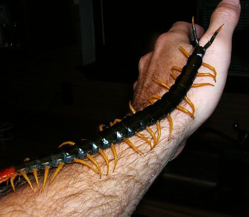 the giant centipede Mundo gigante   Um apanhado de coisas gigantes da web