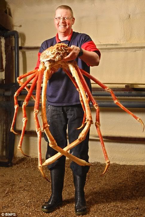 O maior caranguejo do mundo Curiosidades worlds biggest crab O maior caranguejo do mundo Curiosidades
