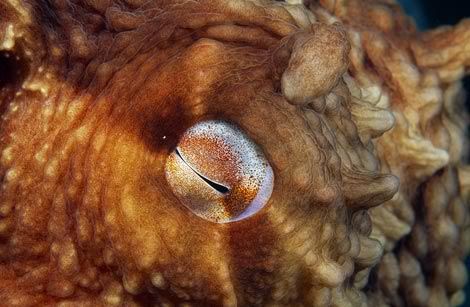 pacific octopus eye 387051 ga Criaturas inacreditáveis do fundo do mar   parte 2