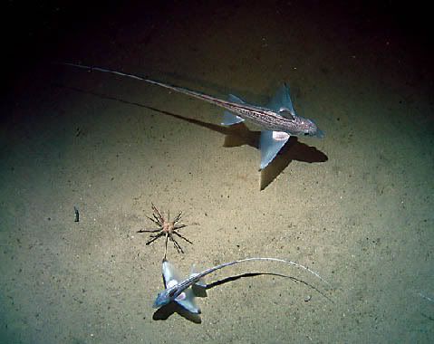peixesaviozinho Animais bizarros das altas profundidades II
