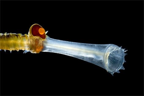translucent bristleworm arndt 11514 Criaturas inacreditáveis do fundo do mar   parte 2   Curiosidades