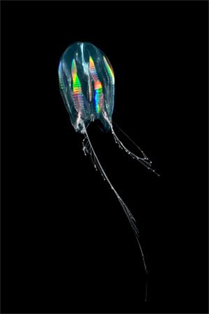 translucent comb jelly arndt 115141 Criaturas inacreditáveis do fundo do mar   parte 2