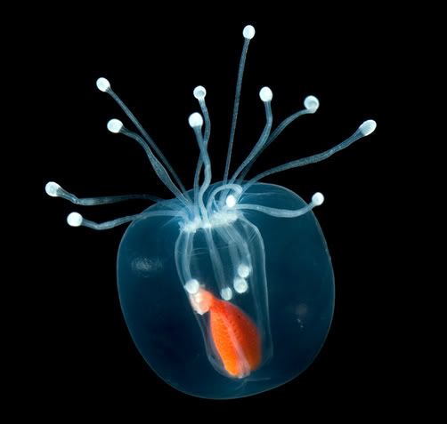 translucent hydromedusae Criaturas inacreditáveis do fundo do mar   parte 2