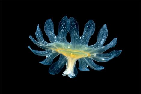 translucent jelly larva arndt 11514 Criaturas inacreditáveis do fundo do mar   parte 2   Curiosidades