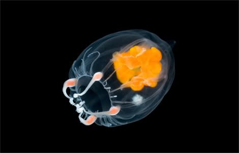 translucent jellyfish arndt 1151407 Criaturas inacreditáveis do fundo do mar   parte 2