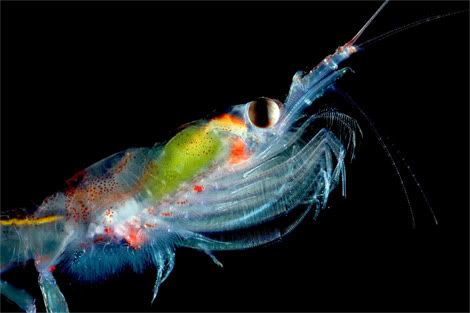 translucent krill arndt 1151426 ga Criaturas inacreditáveis do fundo do mar   parte 2