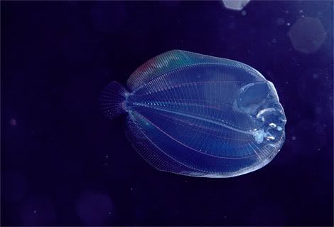 translucent larval flounder newbert Criaturas inacreditáveis do fundo do mar   parte 2