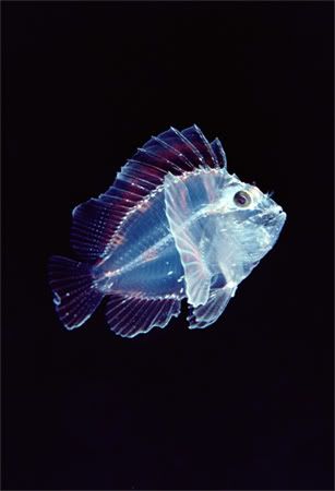 translucent leaf scorpionfish newbe Criaturas inacreditáveis do fundo do mar   parte 2