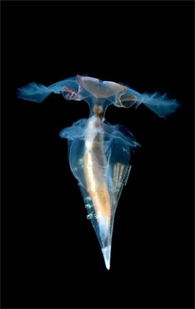translucent sea butterfly Criaturas inacreditáveis do fundo do mar   parte 2   Curiosidades