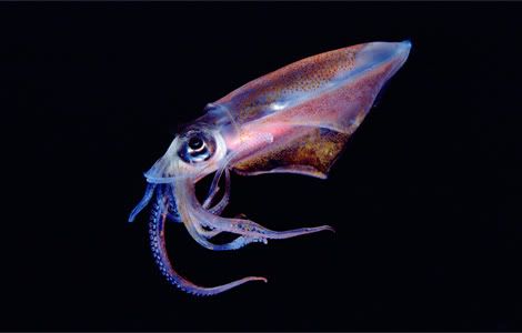 translucent squid newbert 1145416 g Criaturas inacreditáveis do fundo do mar   parte 2   Curiosidades