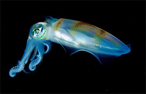 translucent squid portrait newbert  Criaturas inacreditáveis do fundo do mar   parte 2
