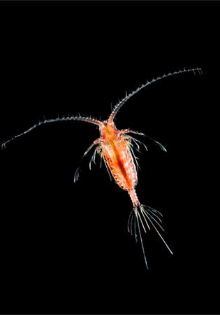 translucent zooplankton arndt 11513 Criaturas inacreditáveis do fundo do mar   parte 2   Curiosidades