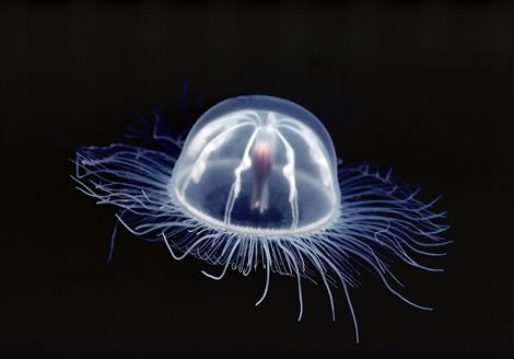transparent jellyfish 689547 ga Criaturas inacreditáveis do fundo do mar   parte 2
