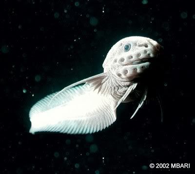 treadfinsnailfish Animais bizarros das altas profundidades II