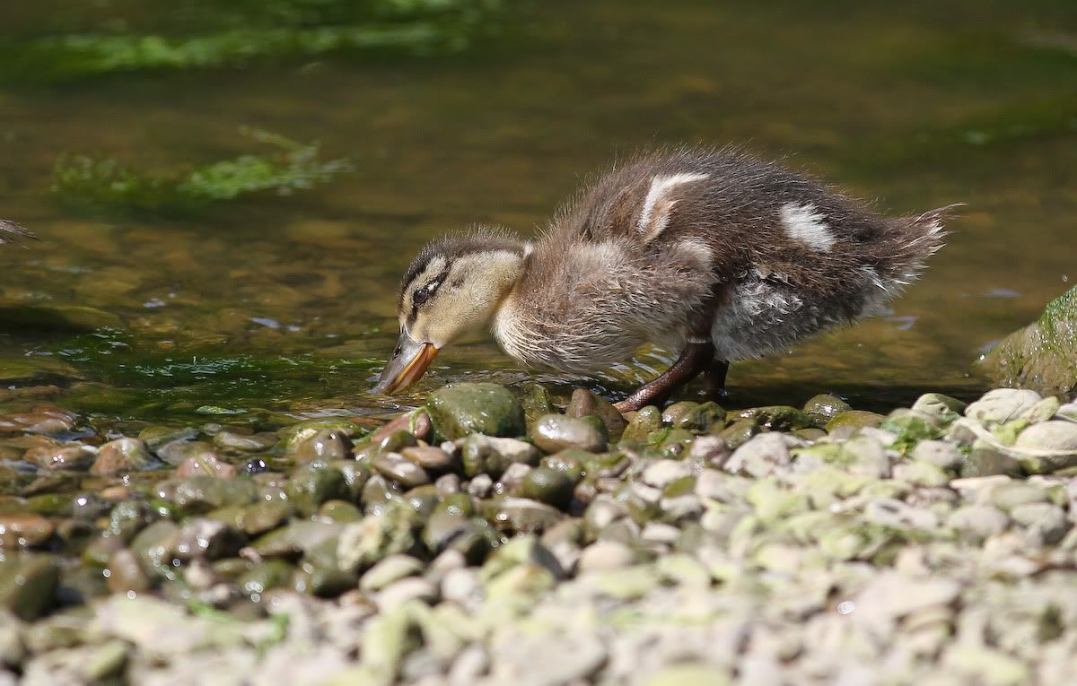 IMAGE: http://i52.photobucket.com/albums/g38/geordieamanda/Birds/10716df3.jpg