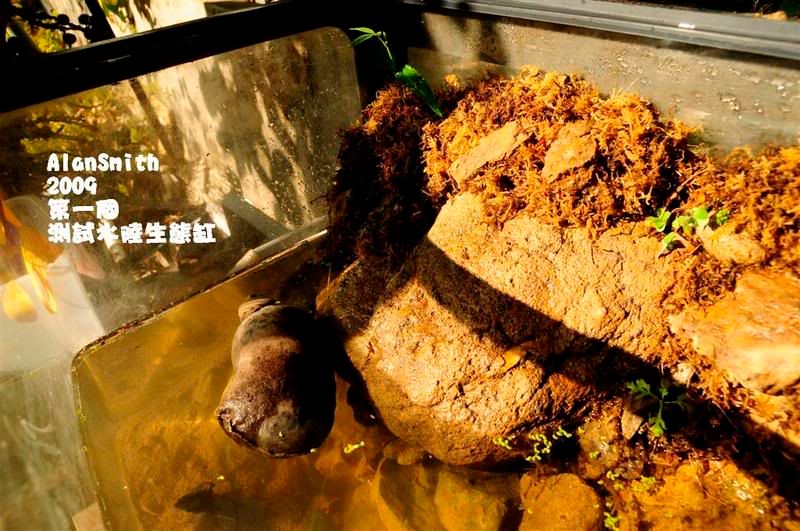 圖檔