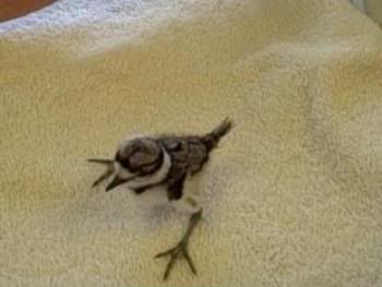 Baby Killdeer Bird