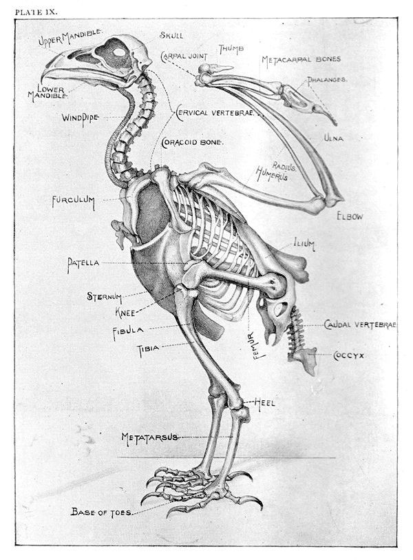 Bird Body Structure
