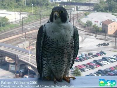 peregrine cam harrisburg pa photos by jeaniesa 2006 peregrine cam harrisburg pa photos by jeaniesa 2006