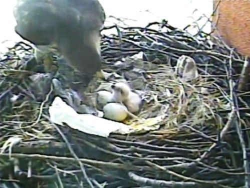 Baby  Tailed Hawk on Video Bobby   Violet   S Baby Chick Has Lunch