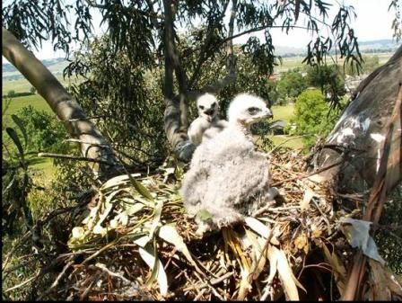 Baby  Tailed Hawk on Video  Orphaned Baby Red Tailed Hawk Gets A New Family