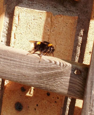 The Queen's Visit, Queen Bee, Gardening photos, Bee, Bumble Bee, Buff-tailed Bumble Bee, Irish insect, April in ireland