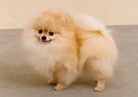 Pomeranian