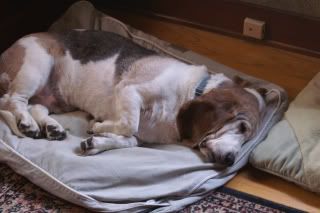 Basset,hound,dog,nap