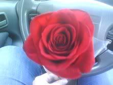 my first rose