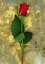 Red Rose Pictures, Images and Photos