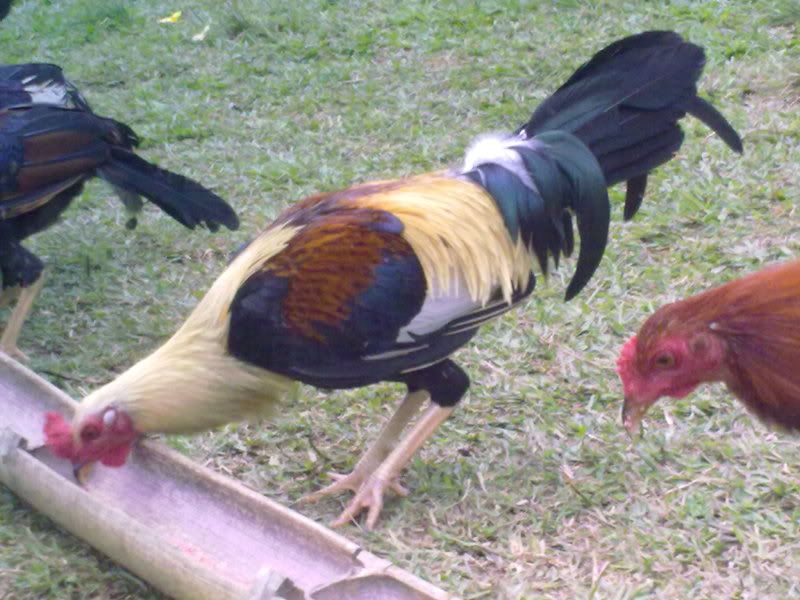 Re: BlackWater Farms Fowl Photos