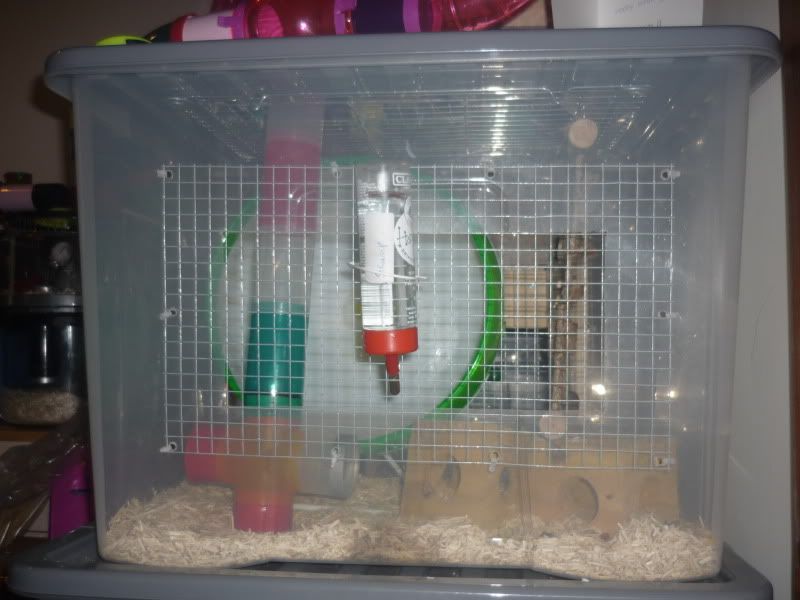 imac fantasy hamster cage argos