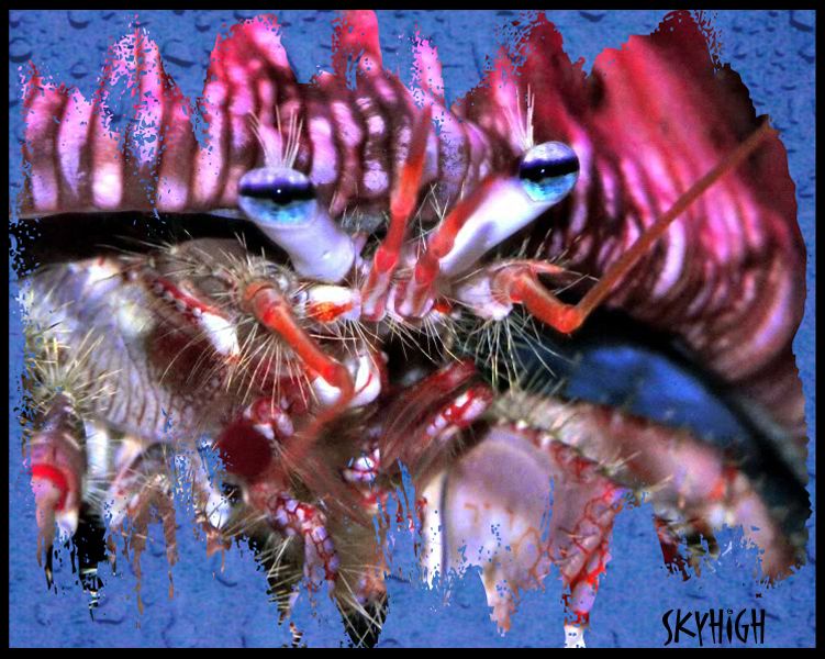 5555555555 - Photoshop Reef art work..