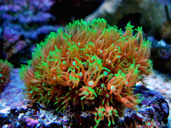 starsnewcopy - Happy Coral Photo Contest - sponsored by Happy Coral :-)